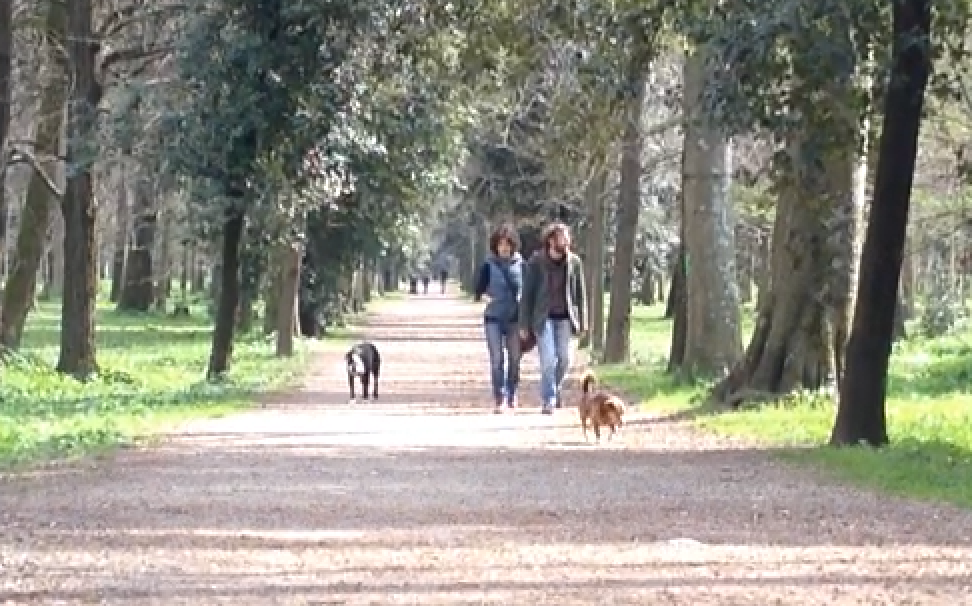 image of a couple and their dogs walking in a park